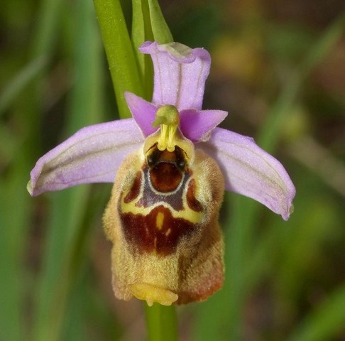 Ophrys cretica, Ophrys episcopalis  Creta aprile 2016